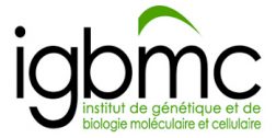 IGBMC